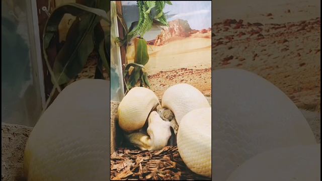 ?Кормление больших змей смотреть онлайн