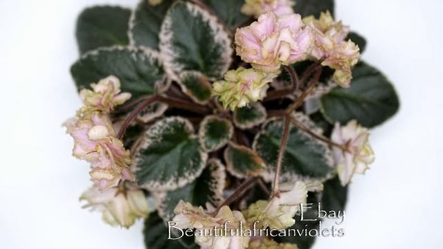 НЛ - Аромат Камелии African violet смотреть онлайн