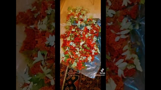 Рябина красная. и желтая. )) #рябина #rowan #7sept #осень2022 смотреть онлайн