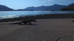 Водный мир острова Комодо 1 серия