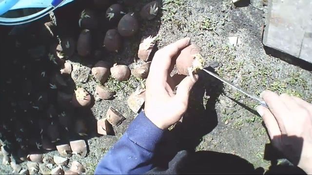 Как и почему нужно резать картофель перед посадкой. смотреть онлайн