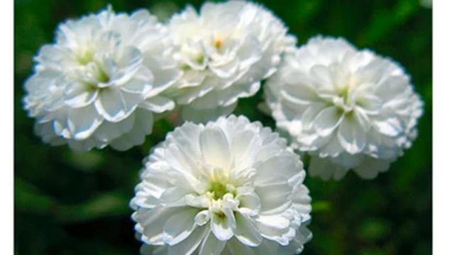 Тысячелистник белый махровый (achillea millefolium white pearl seeds) смотреть онлайн
