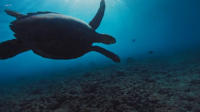 Healing songs of Whales & Dolphins | Deep Meditation Music for Harmony of Inner Peace смотреть онлайн