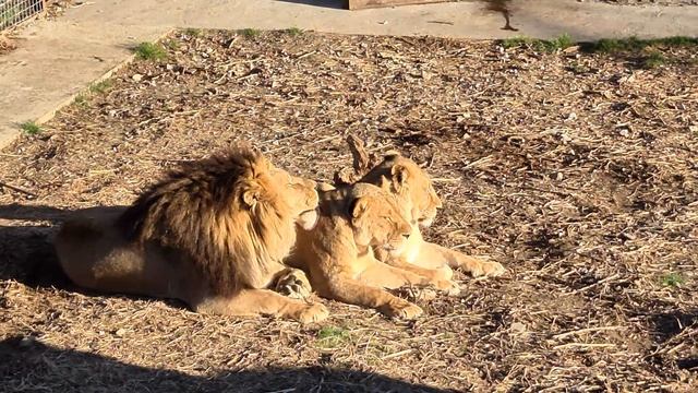 Баловень судьбы) Тайган смотреть онлайн