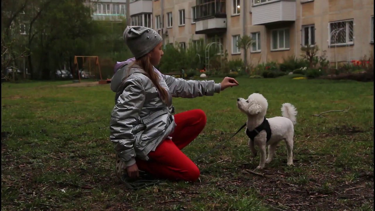 Мы в ответе за тех, кого приручили смотреть онлайн