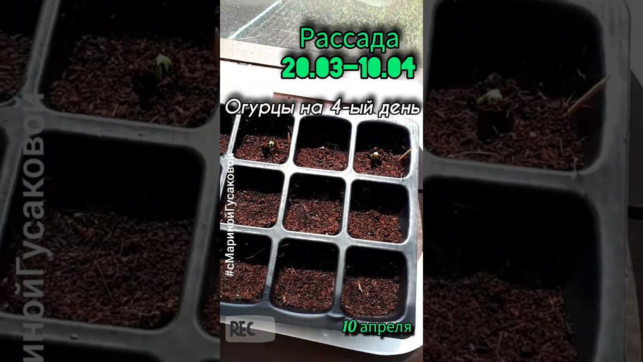 РАССАДА с 20 марта по 10 апреля | с Мариной Гусаковой смотреть онлайн
