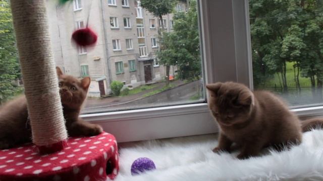 Британские котята ARMANI и AFINA 2 месяца. смотреть онлайн