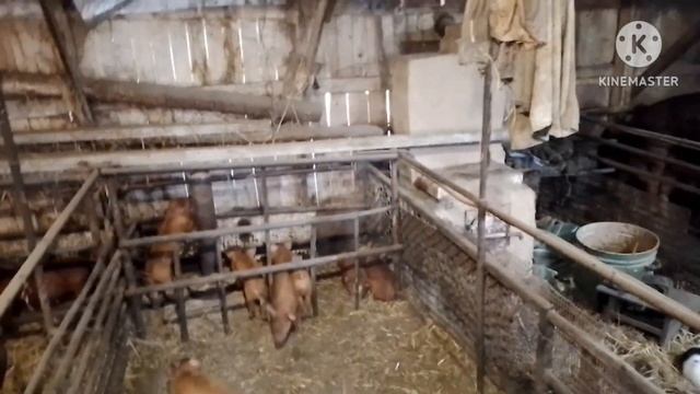 Свиноматки живут пока на улице. Пробую культивировать. Свинка ручная чухоня. смотреть онлайн