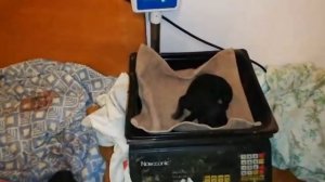 Как рождаются щенки у собаки Кане Корсо. #canecorso