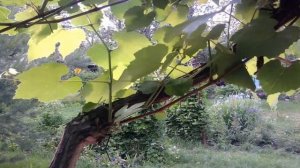 Виноградная косточка - караоке