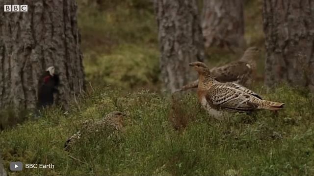 Последние Видео с Вымершими Животными смотреть онлайн