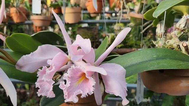 #Cattleya maxima carnea 왜성종 смотреть онлайн