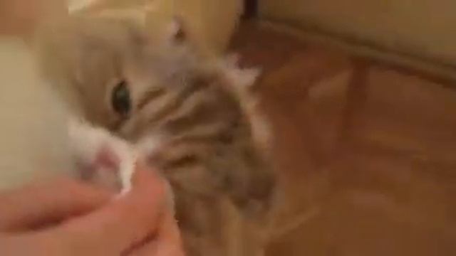 Как протереть глаза шотландской кошке пород:скотиш страйт, скотиш фолд, хайленд страйт, хайленд фол смотреть онлайн