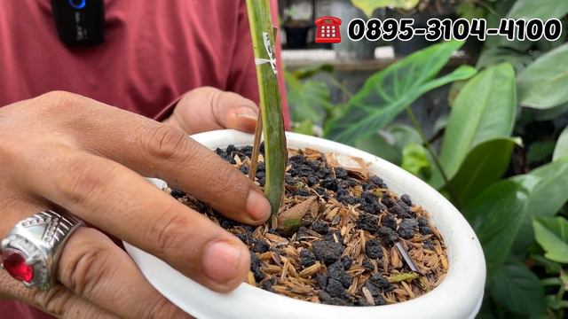 PERDANA KESINI AROID VARIGATA CAKEP DI JAKARTA 📢 HARGA MASIH BISA NEGO смотреть онлайн