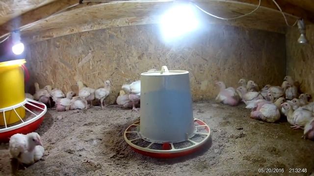 КОББ 500 : Более детально о ПРАВИЛЬНОМ кормлении смотреть онлайн