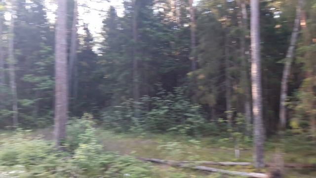 Брянский лес смотреть онлайн