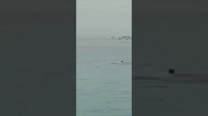 Акула съела парня в Хургаде! Ужас после такого я в море не ногой!/Shark ate a guy in Hurghada!