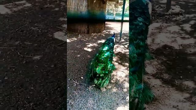 Одесса. Украина. Одесский зоопарк. Путешествия. Природа. Красота. смотреть онлайн