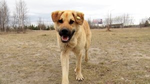 От какой жизни собака бывает кусачей?