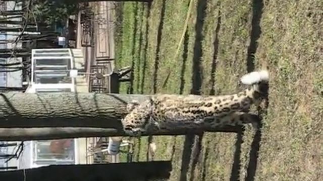 Ирбис 4 смотреть онлайн