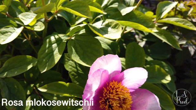 Rosa mlokosewitschii смотреть онлайн