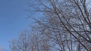 22 марта праздник СОРОК СВЯТЫХ . что нельзя делать... народные приметы и традиции