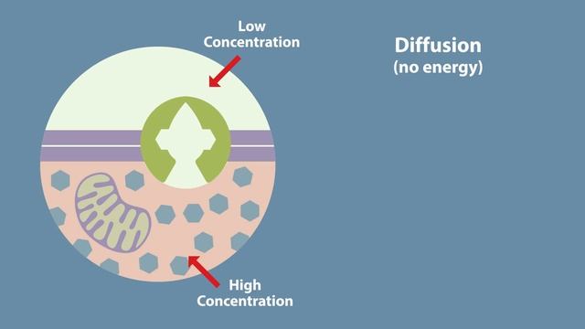 Transport In Cells: Active Transport | Cells | Biology | FuseSchool смотреть онлайн