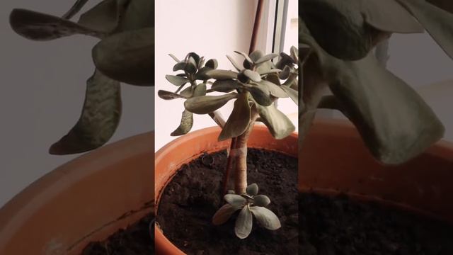 Я спас денежное дерево смотреть онлайн