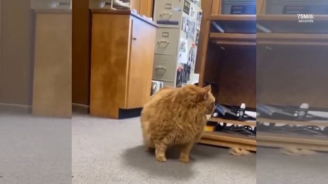 НУ ОЧЕНЬ ЖИРНЫЕ И СМЕШНЫЕ КОТЫ,КОШКИ | СМЕШАННАЯ  НАРЕЗКА