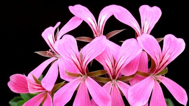 10 Plantas Colgantes Fantasticamente Hermosas