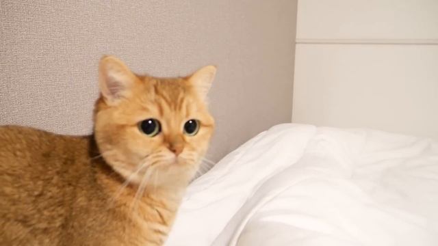 This is what happens when I sleep with pampered cats until morning смотреть онлайн