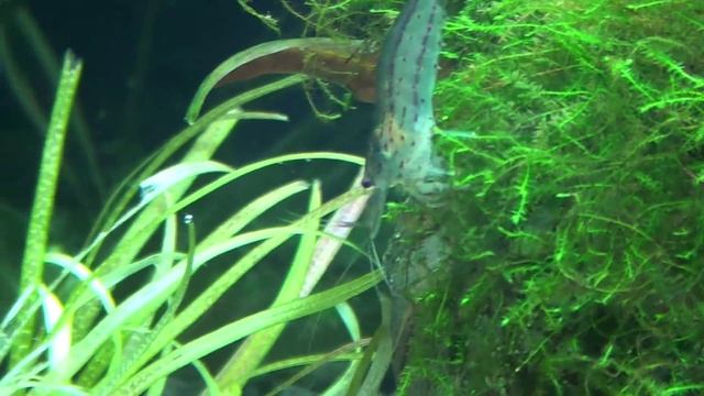 Креветка Амано. Неутомимый борец с водорослями. смотреть онлайн