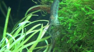 Креветка Амано. Неутомимый борец с водорослями.