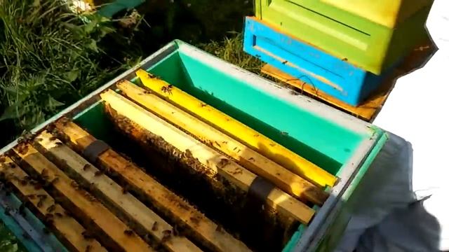 Подготовка пчел в зиму на 6,10, 12 рамочных ульях ППУ Нижегородец смотреть онлайн