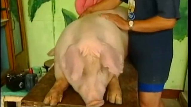 Татуировка- Квартира 23 смотреть онлайн