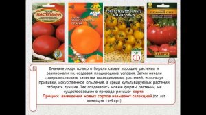 Презентация Многообразие  и происхождение культурных растений