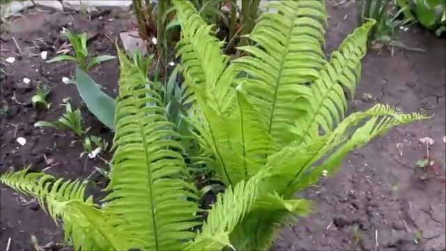 Как растет ПАПОРОТНИК день за днем - жизненный цикл папоротника смотреть онлайн