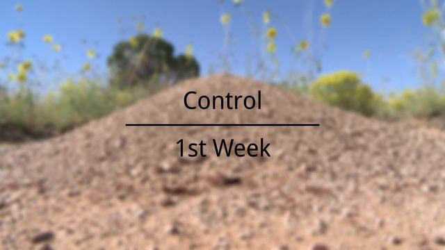 How to Spray for Ants Outdoors | DoMyOwn.com смотреть онлайн