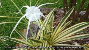 Гименокаллис — уход в домашних условиях