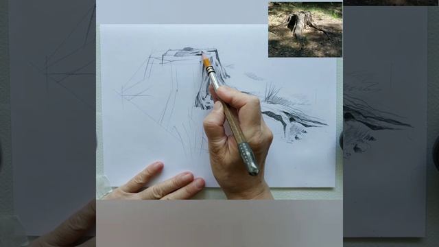 Рисуем пень карандашом. смотреть онлайн