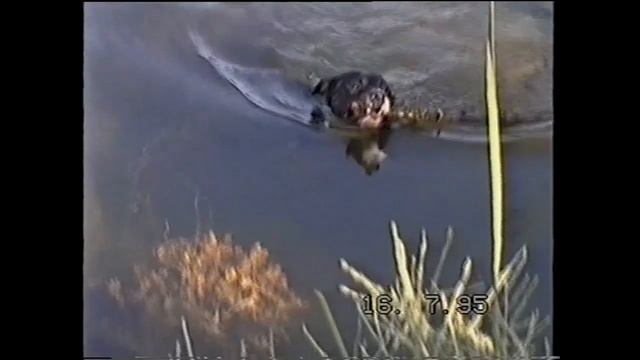 My friend Dutch the dog. Узбекистан, Ташкент, Река Чирчик 1995 смотреть онлайн