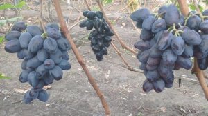 Виноград Богатырь