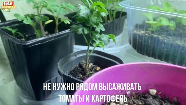 Какие растения нельзя сажать рядом - погубят друг друга смотреть онлайн