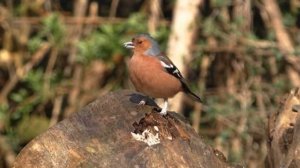 ПЕРЕЛЁТНЫЕ ПТИЦЫ ПРЕЗЕНТАЦИЯ ИЗОБРАЗИТЕЛЬНОЕ ИСКУССТВО НАЧАЛЬНАЯ И СРЕДНЯЯ ШКОЛА