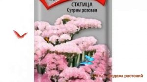 Статица обыкновенная Суприм розовая ? обзор: как сажать, семена статицы Суприм розовая