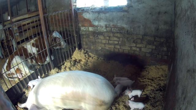 СВОБОДУ СВИНОМАТКАМ! - ЭКОНОМИЯ НА ОБОГРЕВЕ ПОРОСЯТ.Чистить навоз больше не надо! смотреть онлайн