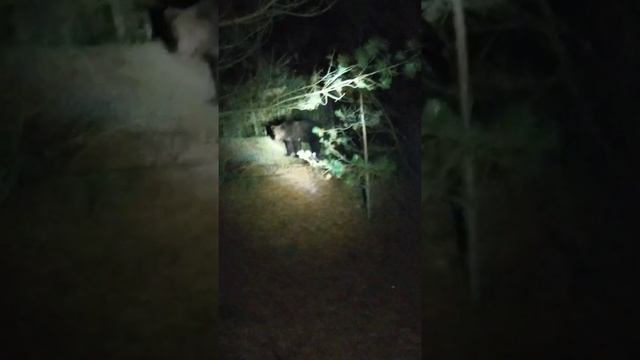 Медведь - очень добрый, Борисовский район д.Сыч. Сьел...??? смотреть онлайн
