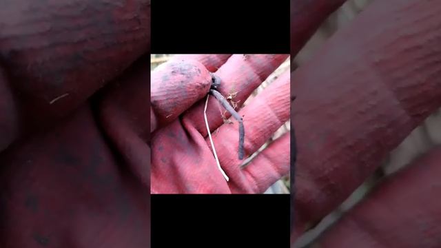 Посоховидная булавка|Ранний железный век смотреть онлайн