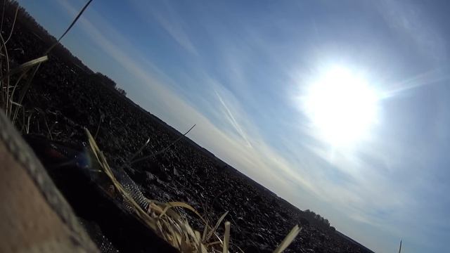 Открытие охоты в Саратовской области 2023 на кукурузе, а гуся то и нет еще. смотреть онлайн