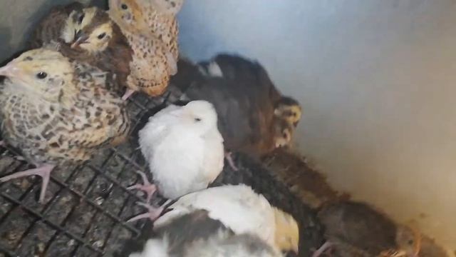 Селекция! Как развивается молодняк!Пропойки перепелов, рентабельность !Какой комбикорм выбрать? смотреть онлайн